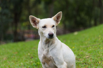 Portrait of dog sitting on field