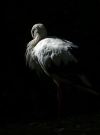 Close-up of bird in lake