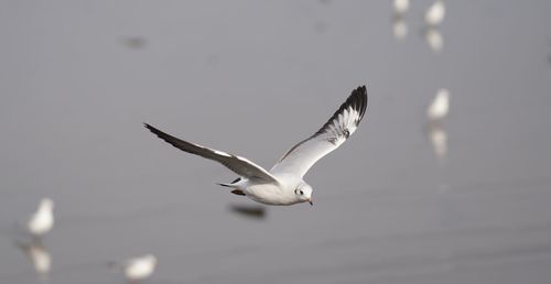 Seagulls flying in the sky