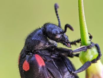 Close-up of insect on leaf