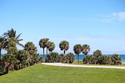 Low angle view of palm trees against blue sky