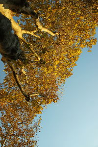 Autumn leaves on tree