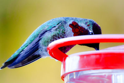 bird