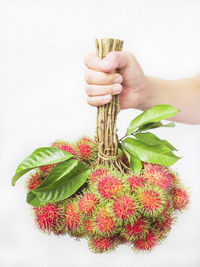 Midsection of person holding plant against white background