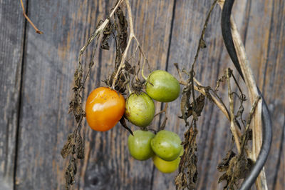 Close-up of tomatoes growing on tree