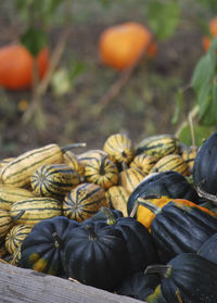 High angle view of pumpkins on field