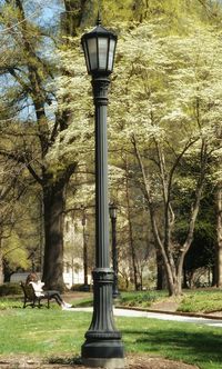 Trees in park