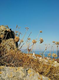 Plants growing on rocks against clear blue sky