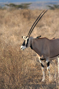 Close-up of goat on grassy field