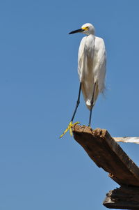 Bird perching on wooden post against clear sky