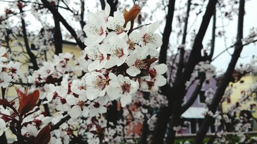 Close-up of cherry blossom tree