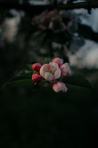 Close-up of pink rose plant