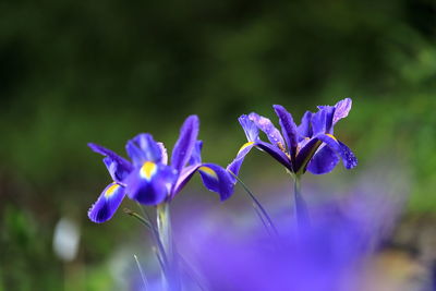 Close-up of purple flowering plant