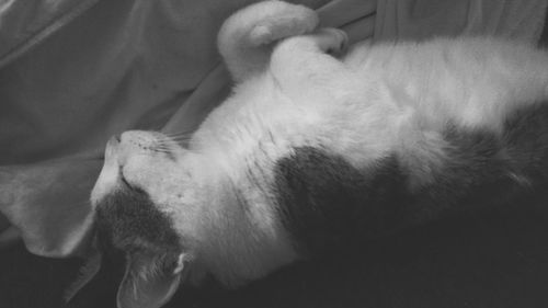 Close-up of dog sleeping