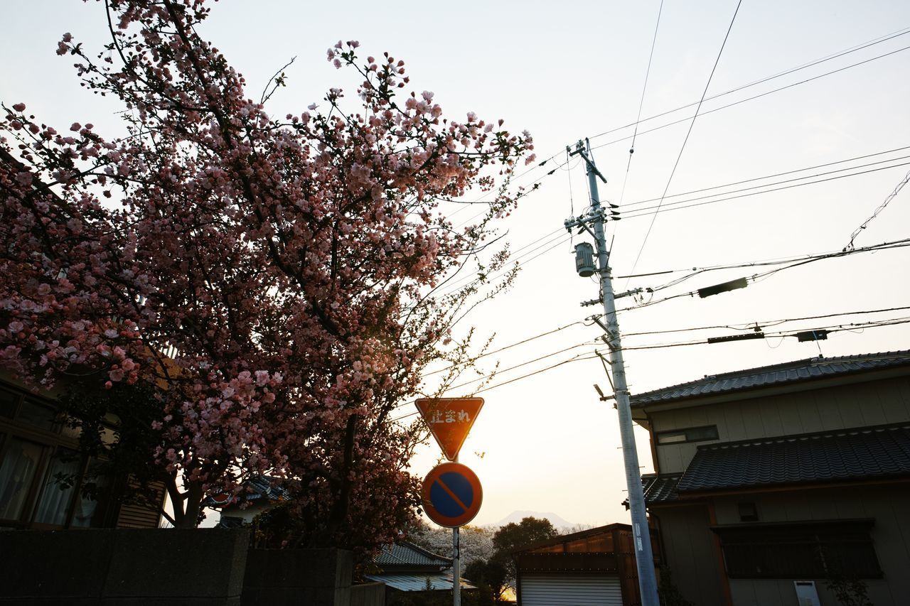 LOW ANGLE VIEW OF CHERRY BLOSSOM AGAINST BUILDING