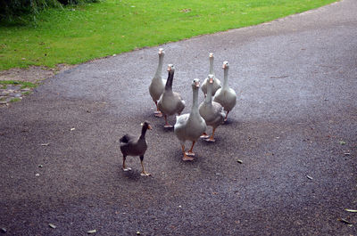 High angle view of birds on road