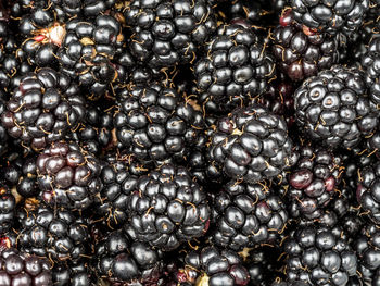 Background of fresh and juicy blackberries