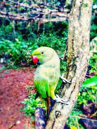 Close-up of parrot perching on tree trunk