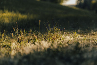 Close-up of mushroom growing on field