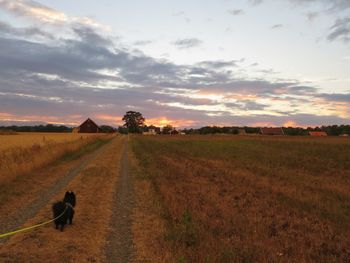 Scenic view of agricultural field against sky during sunset