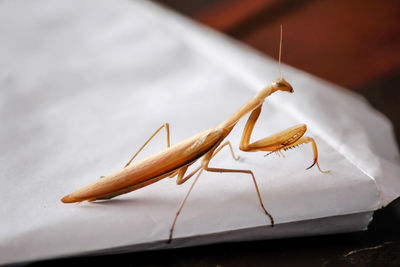 The mantodea on the body is brown on paper.