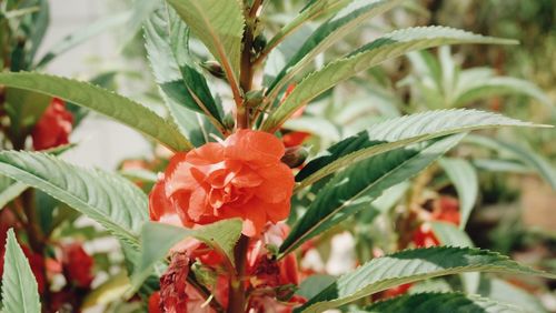 Close-up of red flower