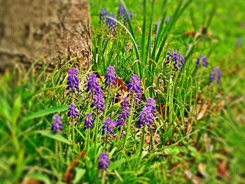 Close-up of purple flowering plants on field