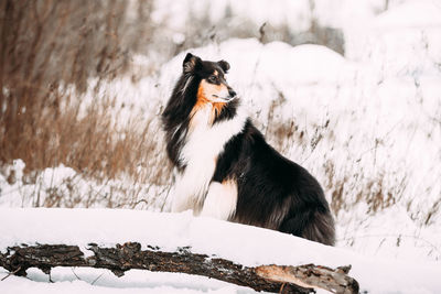 Dog standing on snow covered field