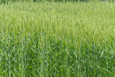 Full frame shot of corn field