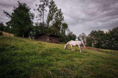 Horse in a field