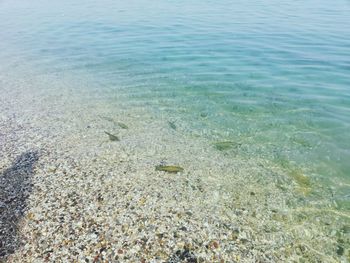 View of fish in sea