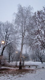 Bare trees in city during winter