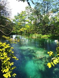 Scenic view of lake and trees in forest