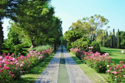 View of flowering plants in park