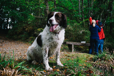 Full length of dog sitting in forest