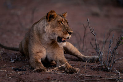 Lioness sitting on field