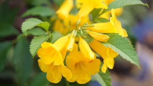 Close-up of yellow flowering plant