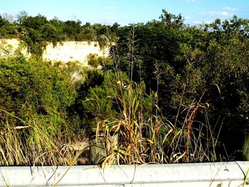 Plants growing on tree trunk