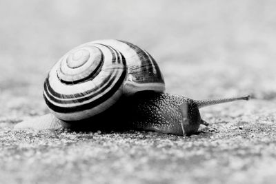 Close-up of snail