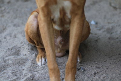 High angle view of dog on land