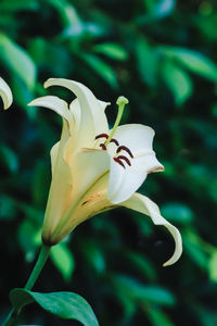 Close-up of white day lily blooming outdoors