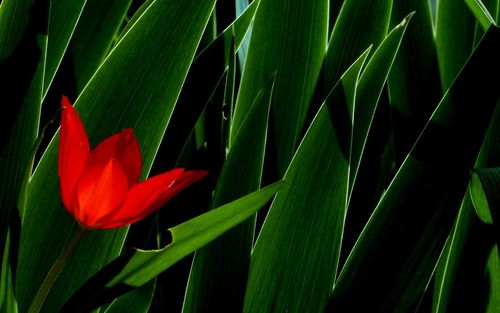 Close-up of red flowering plant