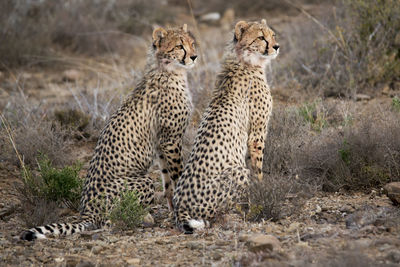 Cheetah siblings