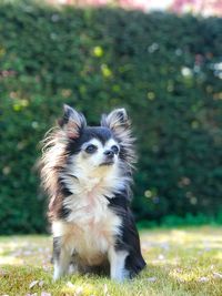 Chihuahua in the garden 