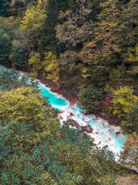 High angle view of river amidst trees in forest