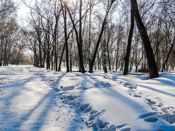 Trees on snow covered landscape