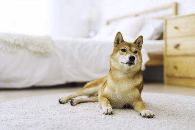 Pet lover concept. japanese dog in a carpet lying in the white bedroom.