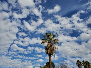 Low angle view of coconut palm tree against sky