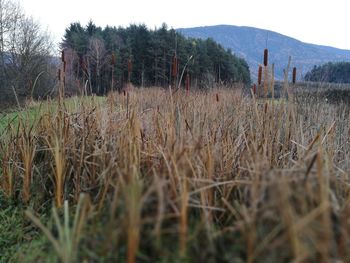 Plants growing on field against sky