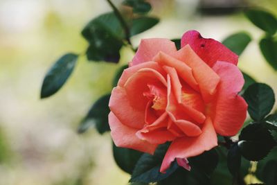 Close-up of red rose